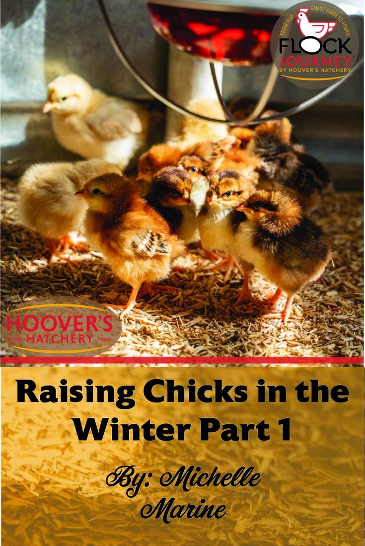 raising chicks in the winter part 1