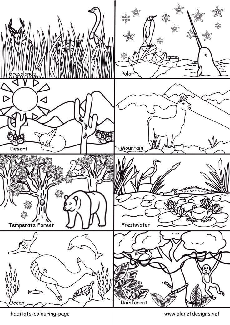 A free colouring page of 8 main Habitats of earth including: Grasslands, Polar, Desert, Mountain, Temperate Forest, Freshwater, Ocean & Rainforest. Perfect for World Habitat Day, habitat conservation & environmental studies. Designed by planetdesigns.net Animal Habitats Preschool, World Habitat Day, Temperate Forest, Habitat Activities, Color Worksheet, Grassland Habitat, Habitats Projects, Ocean Habitat, Forest Habitat