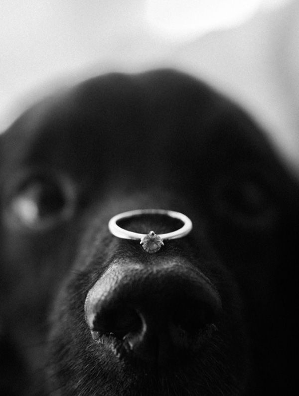 a close up of a dog with a ring on it's nose