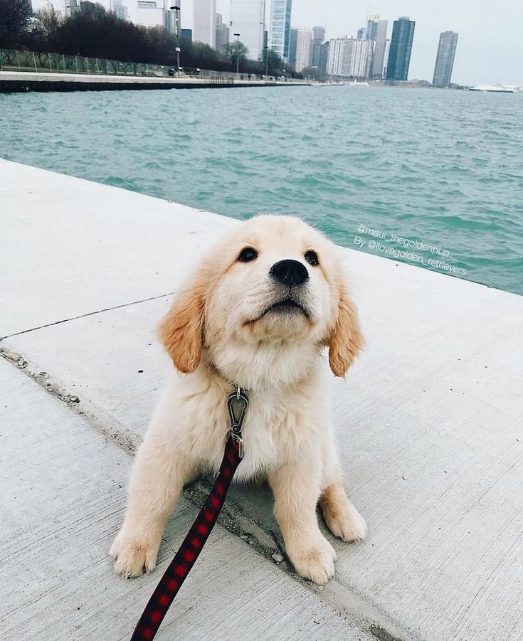 a dog that is sitting on the ground by the water with its leash around it's neck