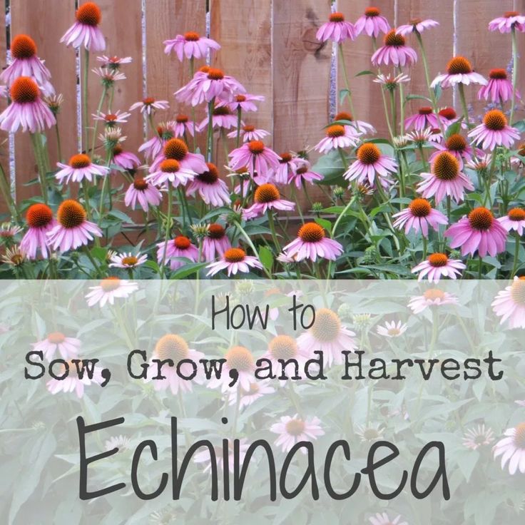 pink flowers with the words how to grow, grow and harvest echinacea