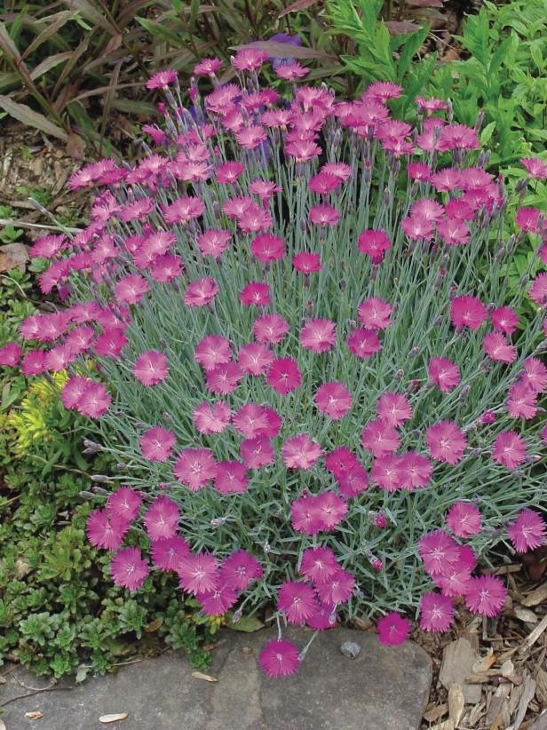 purple flowers growing out of the ground next to green plants