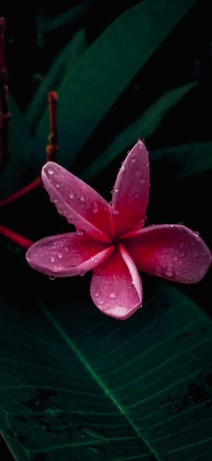 a pink flower with water droplets on it