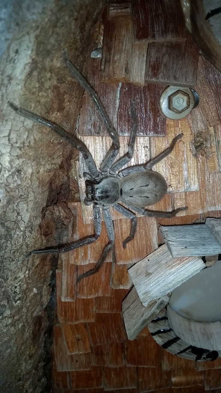 a close up of a spider on a wooden surface near a toilet bowl and trash can