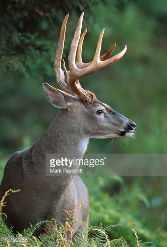 a deer with large antlers sitting in the grass