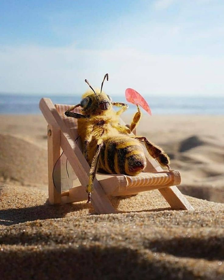 a stuffed bee sitting on top of a wooden chair next to the ocean and sand