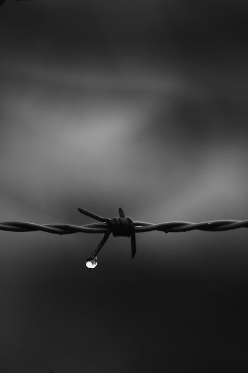 a black and white photo of a barbed wire with drops of water hanging from it