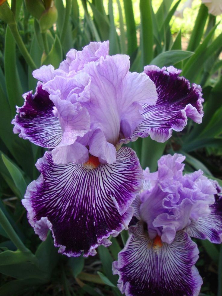 two purple and white flowers with green leaves in the background