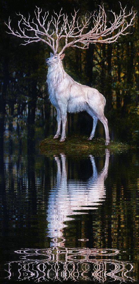 a white wolf standing on top of a body of water next to a forest filled with trees