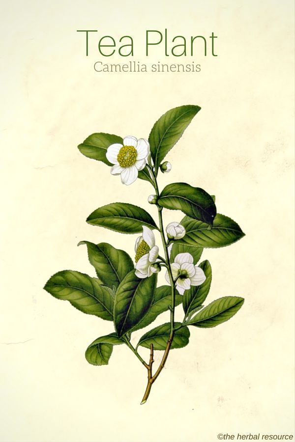 tea plant camellia sinensis with white flowers and green leaves on a light yellow background