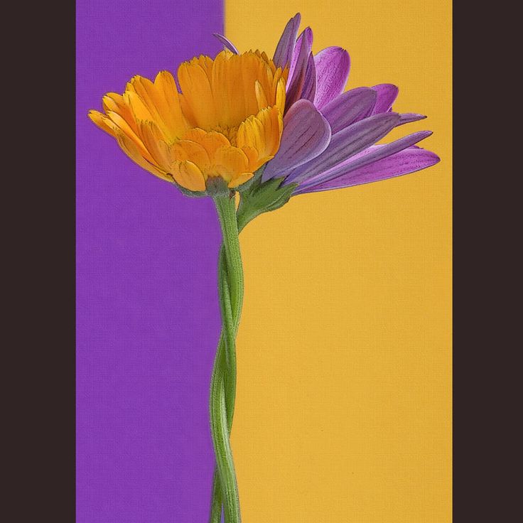 an orange and purple flower is in a vase