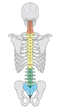 the back view of a human skeleton with bones highlighted in yellow and blue, showing the ribs