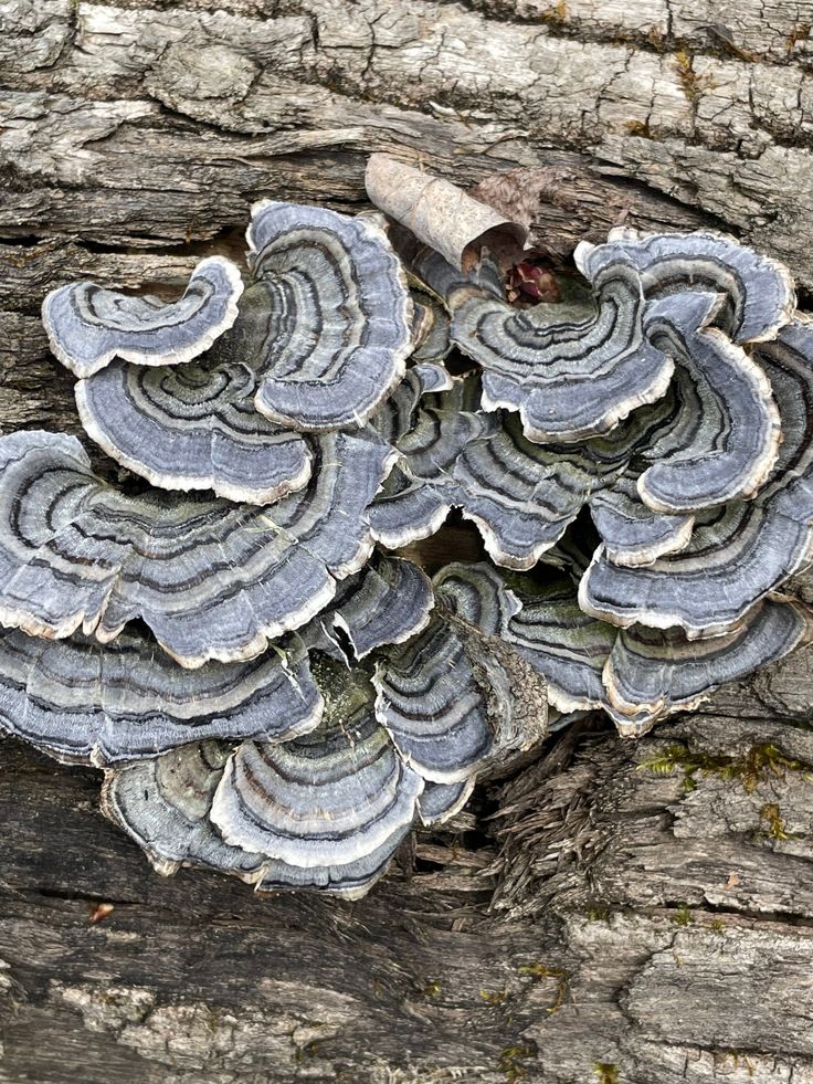 a cluster of mushrooms growing on a tree stump