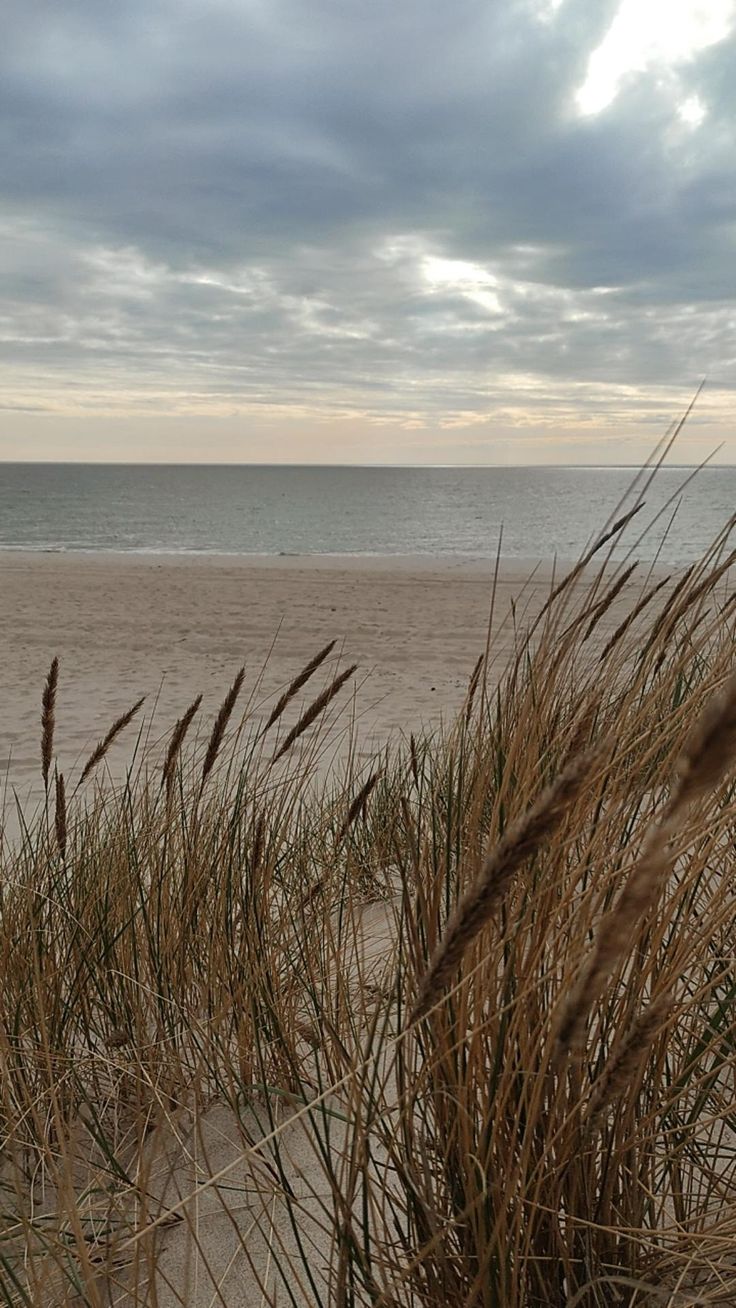 the beach is covered in sand and grass with an ocean in the background on a cloudy day