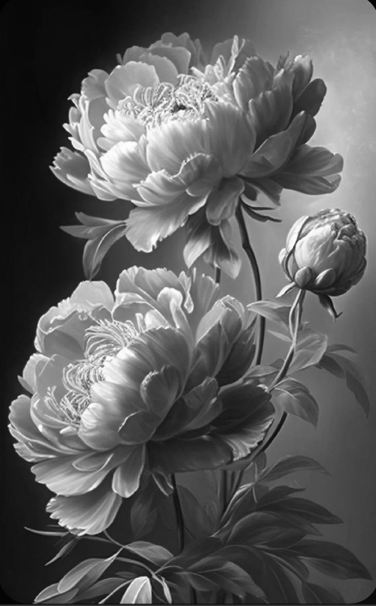 black and white photograph of three flowers