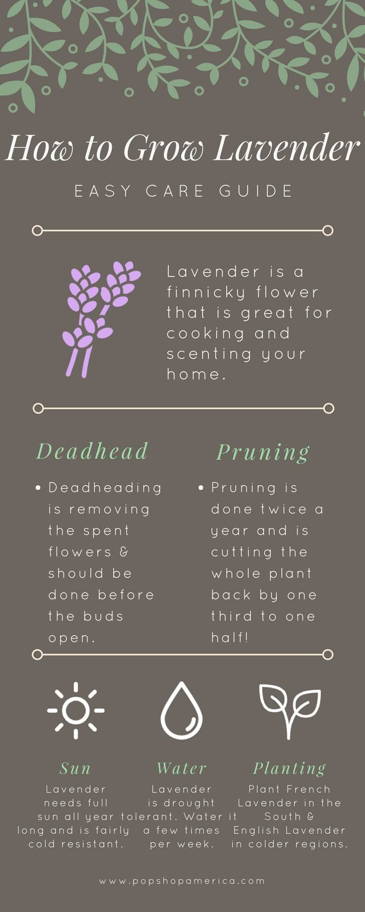 how to grow lavender flowers info sheet