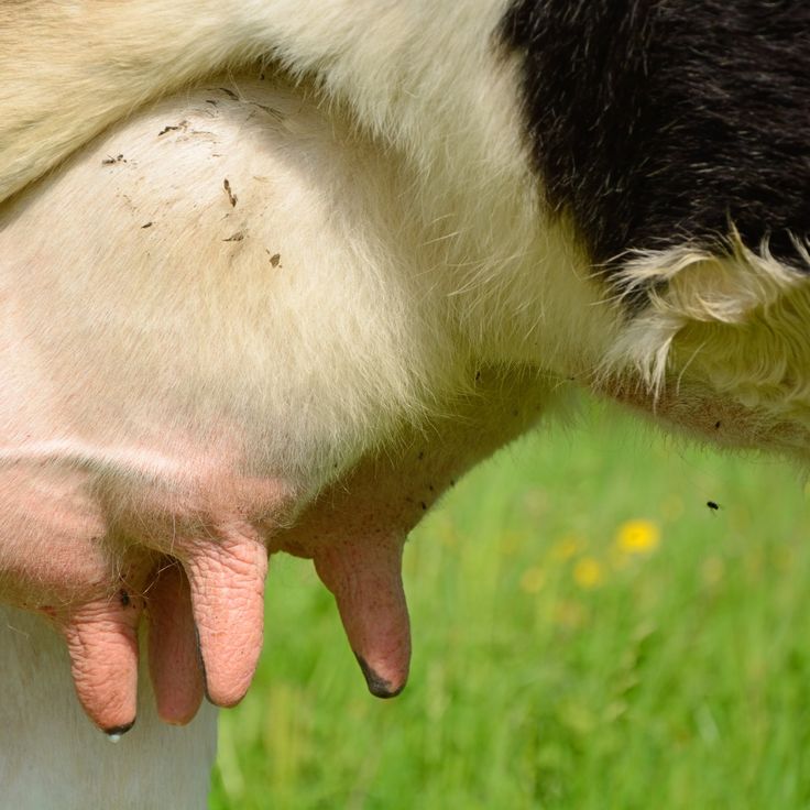 a black and white cow with it's hand on the back of its head