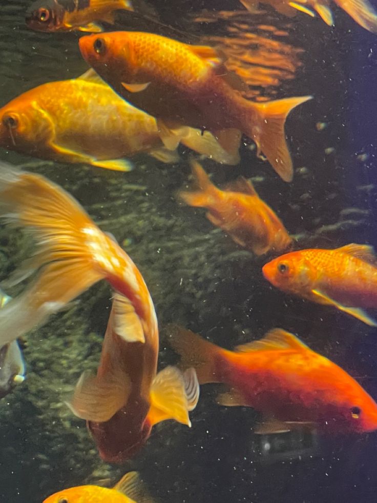 a group of fish swimming in an aquarium