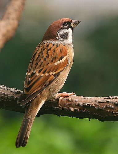 a brown and white bird sitting on top of a tree branch