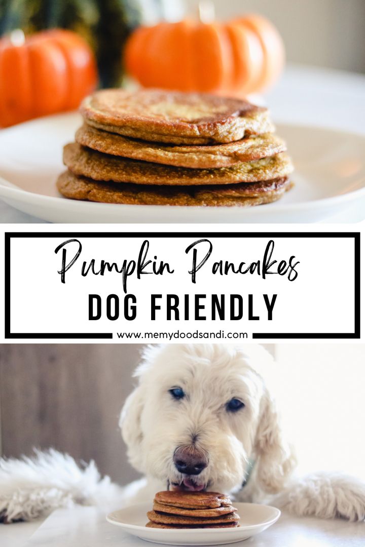 pumpkin pancakes and a white dog with his head on a plate