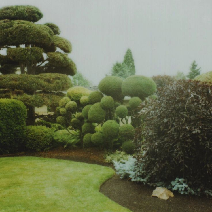 a lush green garden with trees and bushes