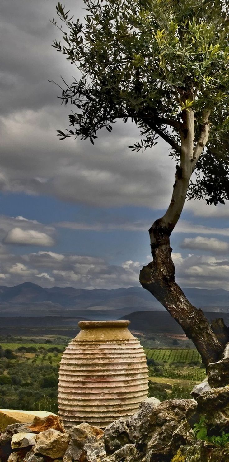 an olive tree in the middle of a rocky area with mountains in the back ground