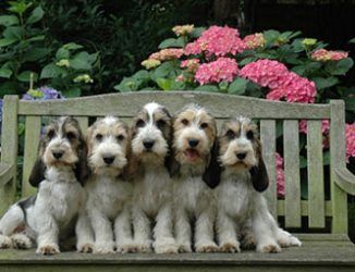 four dogs are sitting on a bench in front of flowers