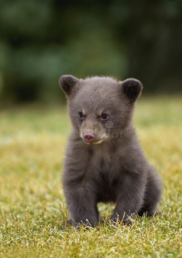 a small brown bear standing on top of a lush green field