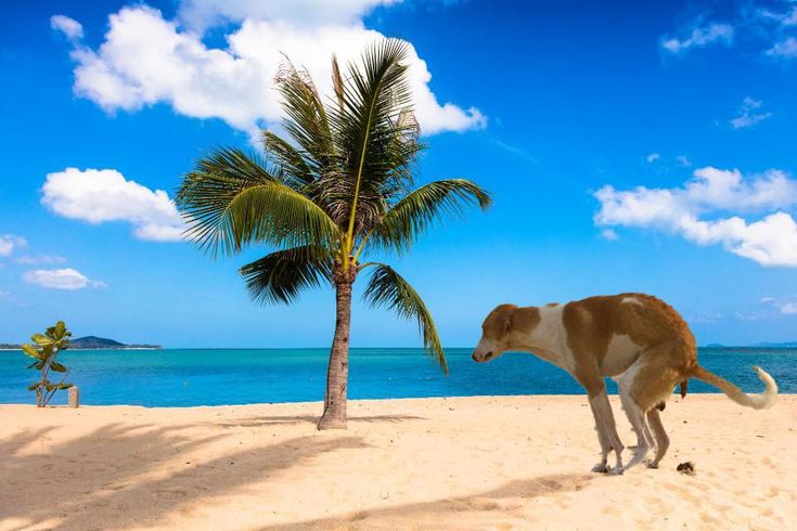 a brown and white dog standing on top of a sandy beach next to a palm tree