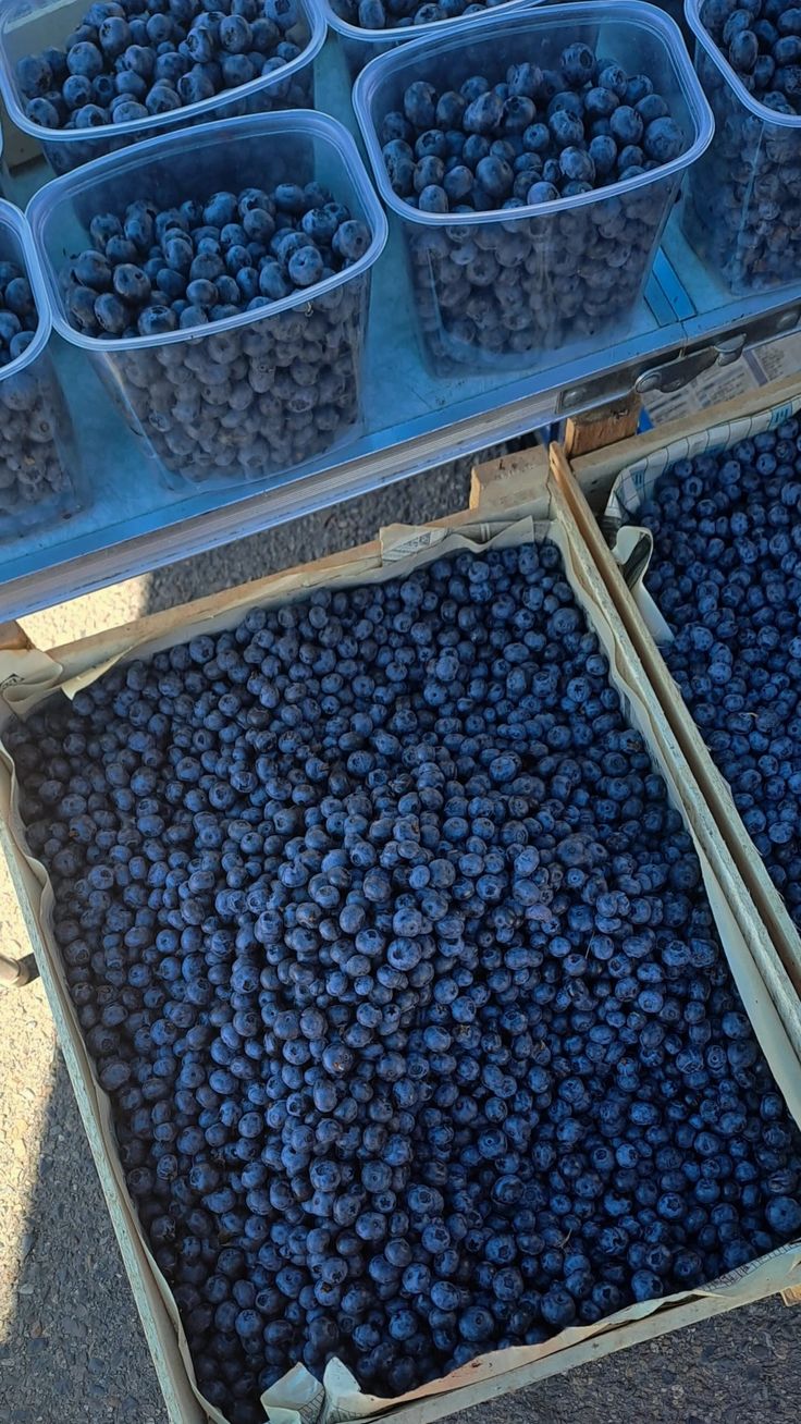 the blueberries are ready to be sold at the market