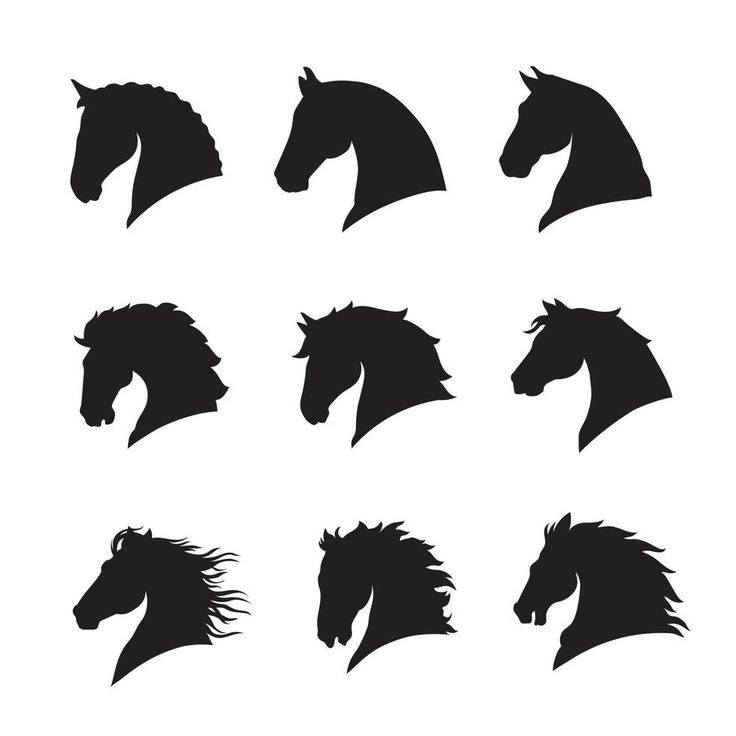 black silhouettes of horses head on white background stock photo - premium royaltying, code 697 - 080982