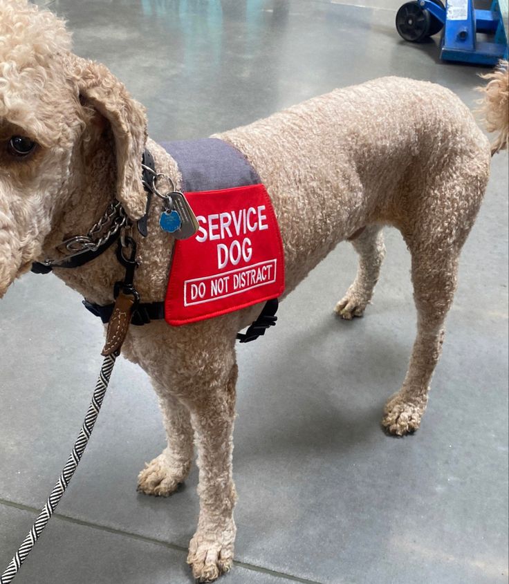 a dog with a service sign on it's collar