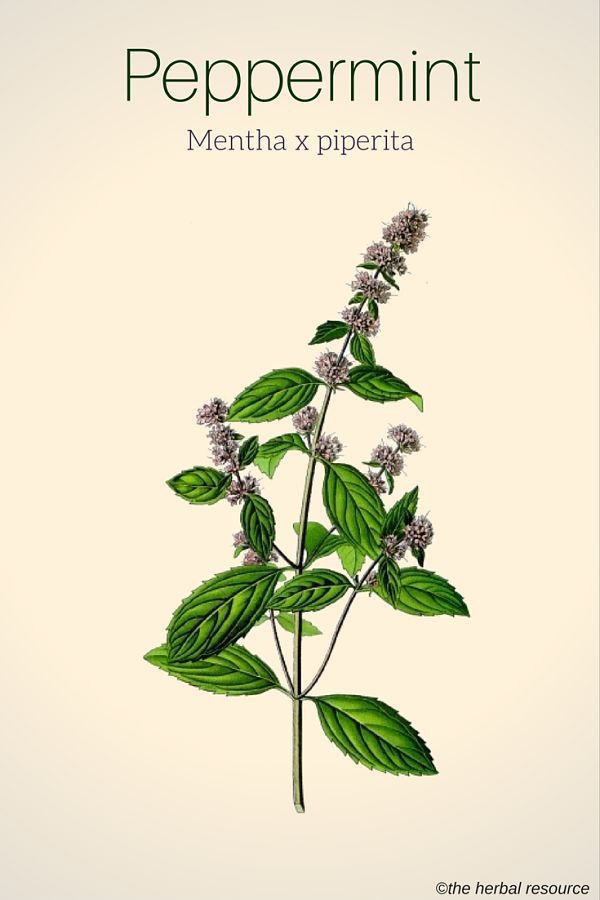 Peppermint Herb, Peppermint Plants, Herb Art, Medical Herbs, Peppermint Leaves, Floral Branch, Plant Drawing, Botanical Drawings, Growing Herbs