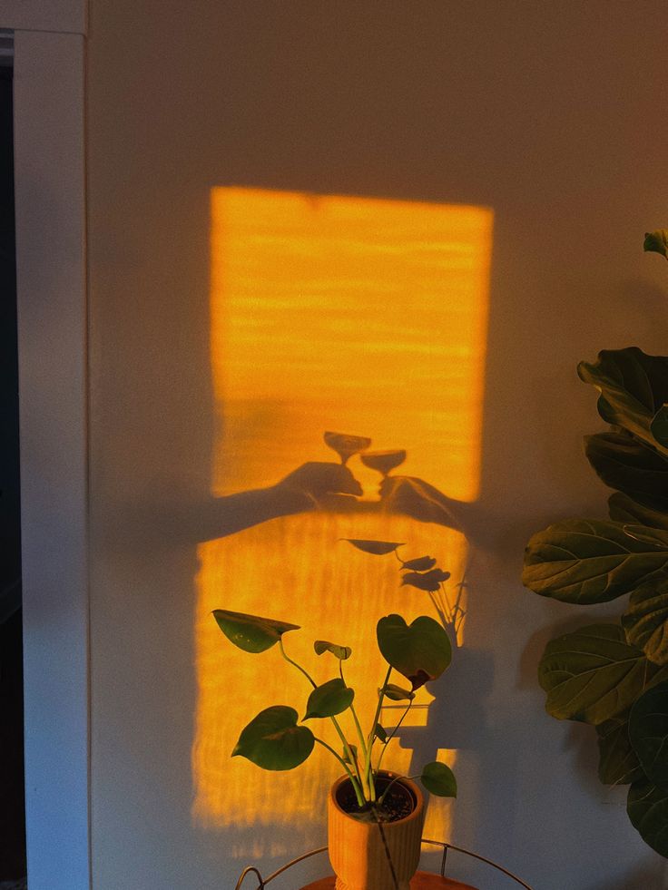 a potted plant sitting on top of a table next to a window with the sun shining through it