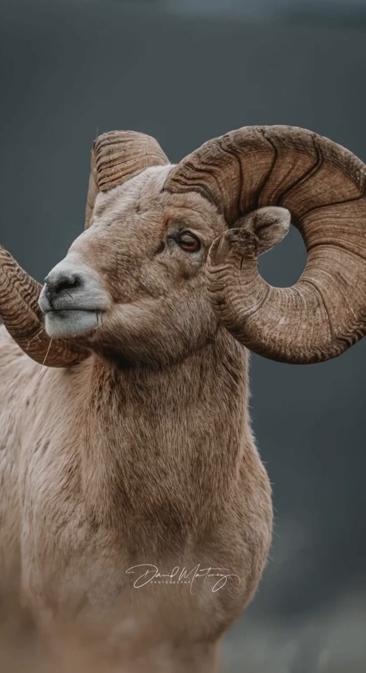 a ram with large horns standing in the dirt