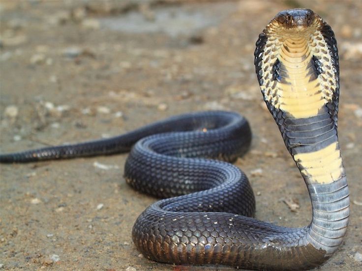 a black and yellow snake on the ground