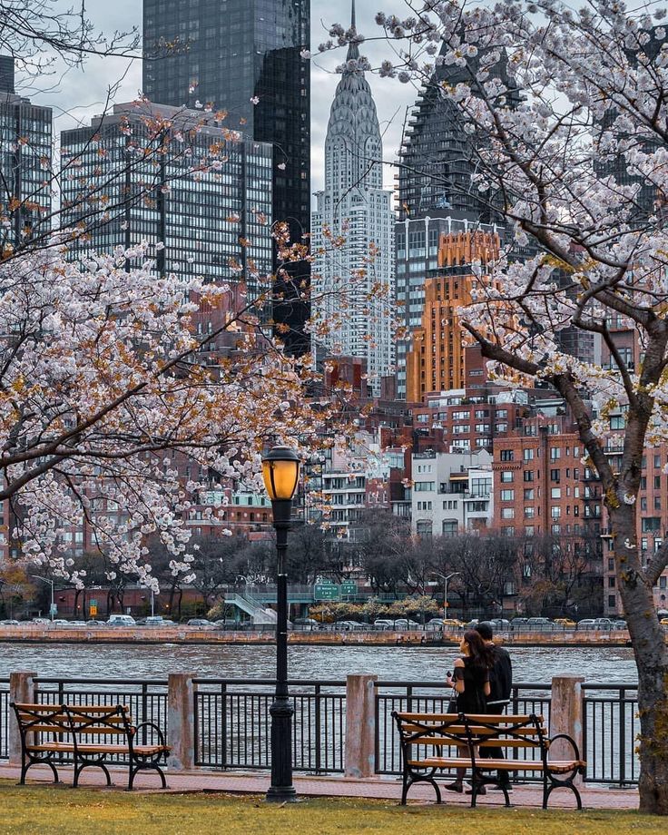 two people sitting on park benches in front of the water and trees with blooming cherry blossoms