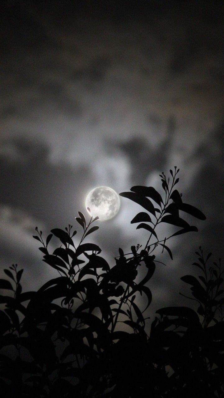 the moon shines brightly through the clouds in this dark night sky over some trees