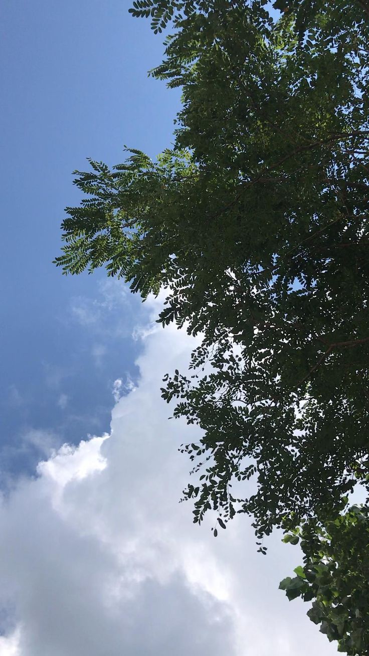 an airplane is flying through the blue sky with clouds in the back ground and trees to the side