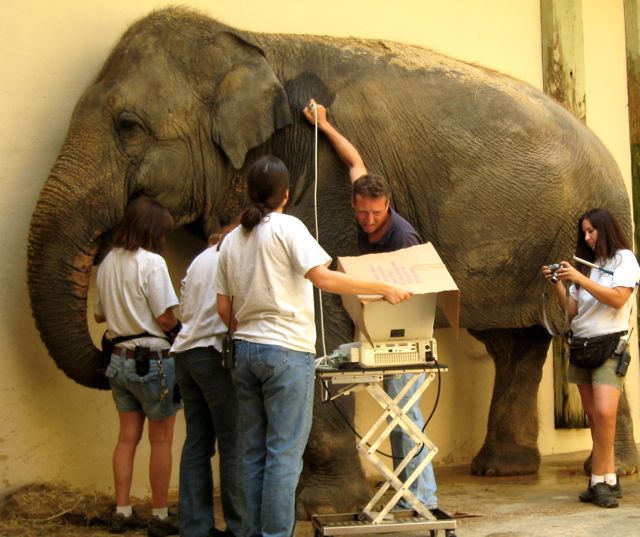 some people are standing near an elephant with a box on it's back and touching the trunk