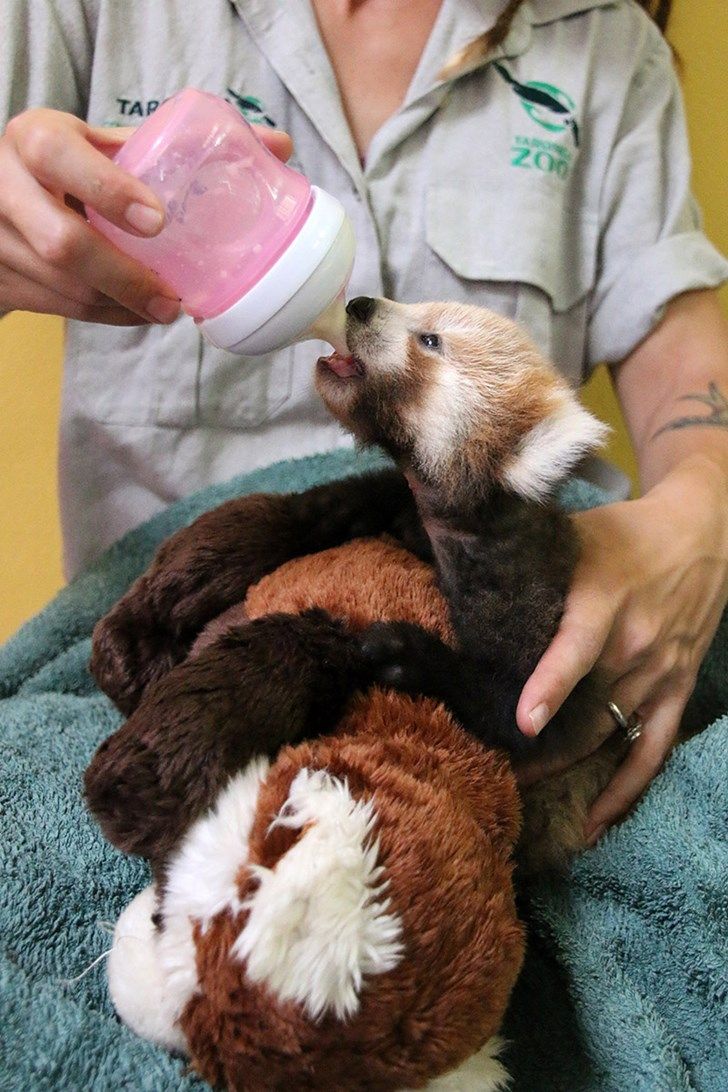 a person feeding a small animal with a bottle