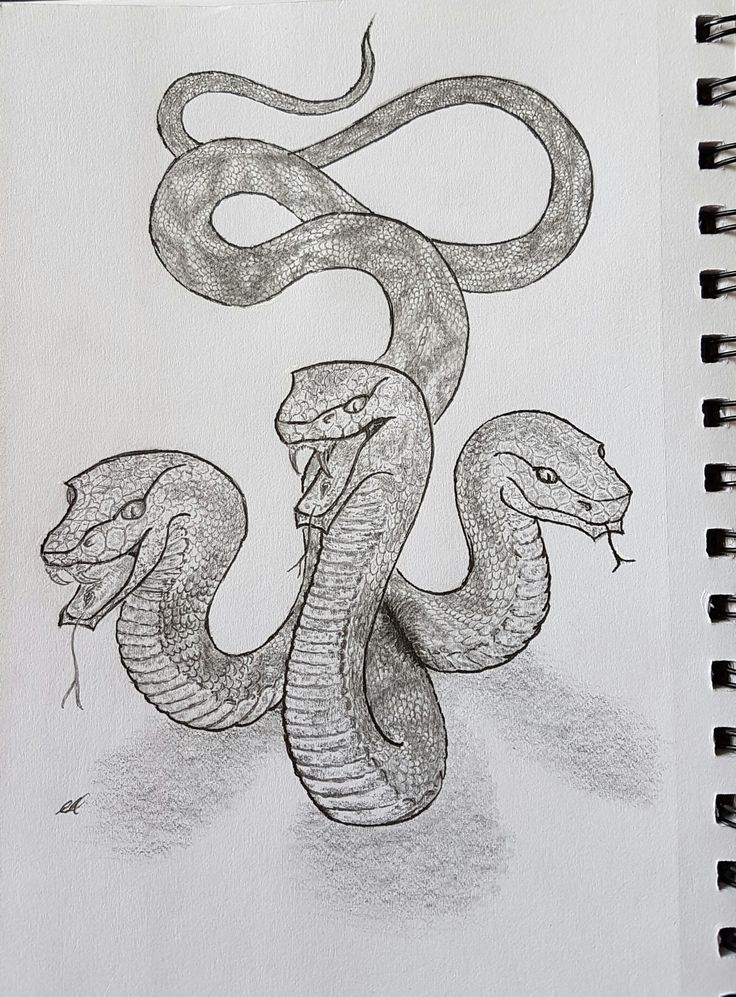 a pencil drawing of a snake on paper