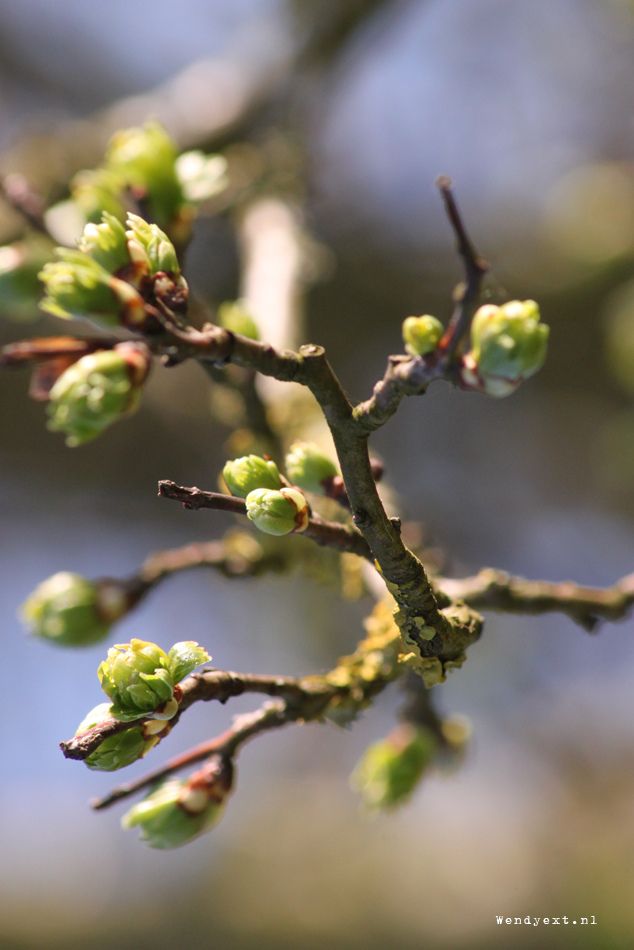 the buds are starting to open up on this tree's buddings in spring