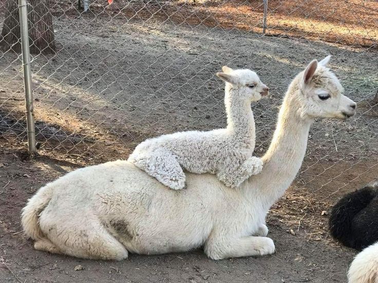 two llamas and an ostrich are sitting in the dirt behind a chain link fence