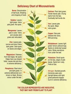 a poster showing the different parts of a plant's leaves and their functions in life