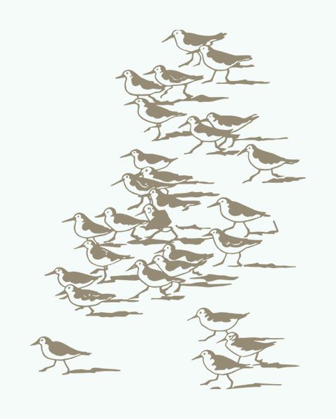 a flock of birds walking across a field