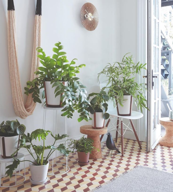 several houseplants are lined up against the wall