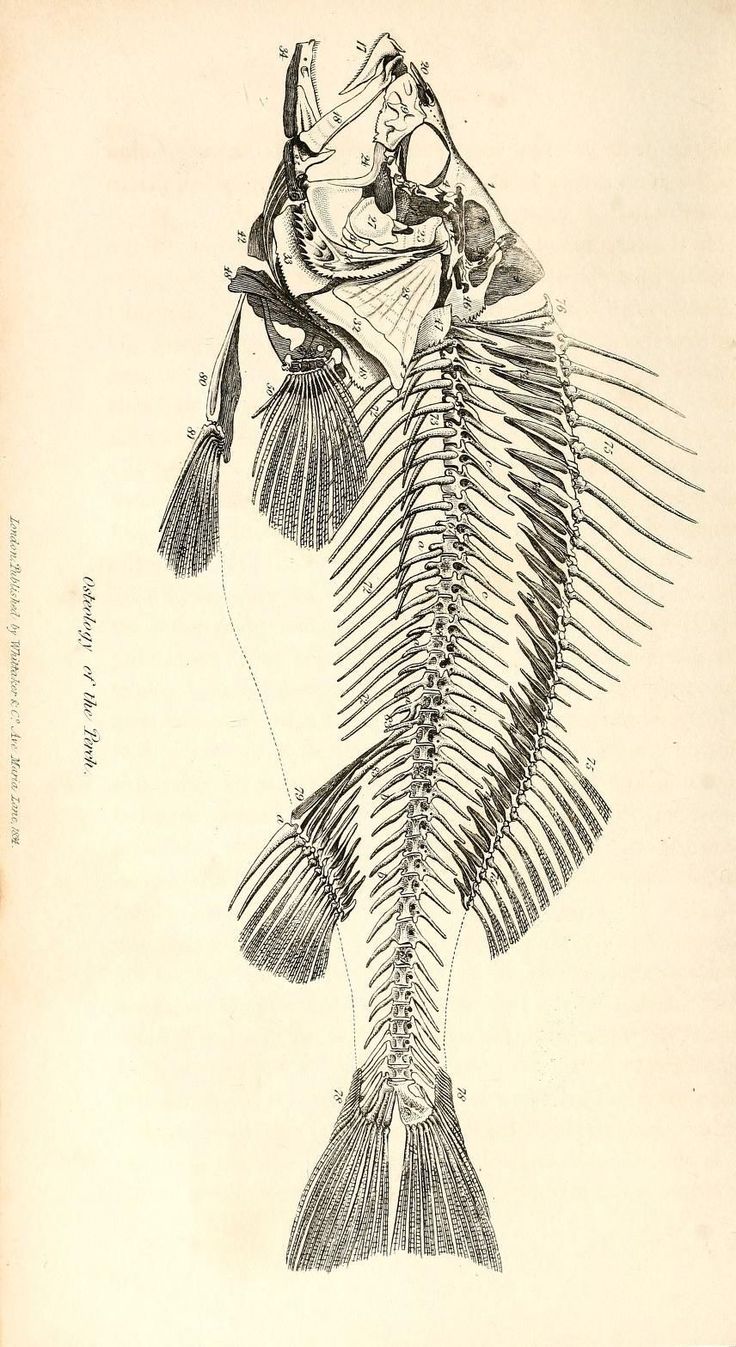 this is an illustration of a fish skeleton with two people on it's back