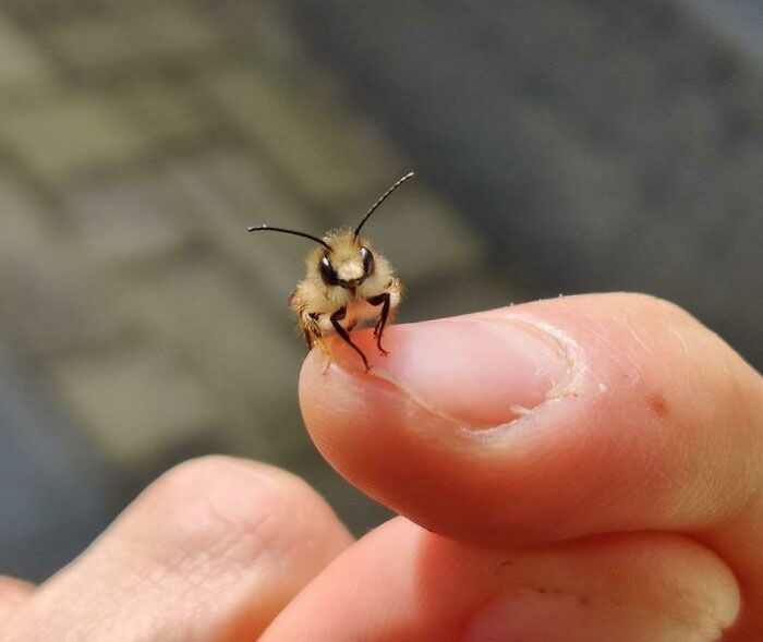 a small insect sitting on top of a persons finger