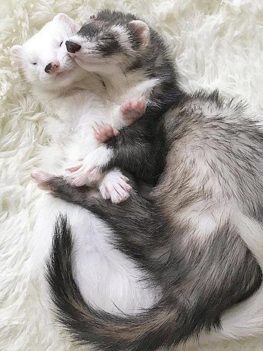 two ferrets cuddle together in the middle of a fluffy white carpeted area